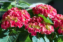 Vivid Pink Hydrangea Flowers Close-up In The Summer Garden Outdoors