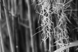 Fototapeta  - Spanish moss in black and white