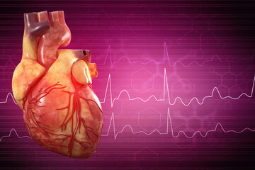 Poster - 3d illustration  Anatomy of Human Heart 