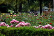 Rosenblüte im Freiburger Stadtgarten