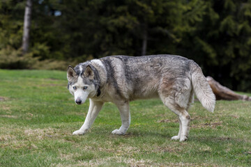  Close-up portrait of Old Gray Siberian Husky dog looking forward in the woods