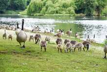 Baby Goose Chicks Or Goslings Feed At The River Bank Protected By Adult Geese