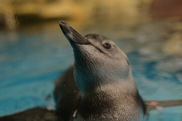 Penguins / Shedd Aquarium - Chicago