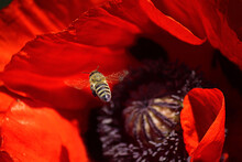 Red Poppy Flower And Bee