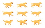 Fototapeta Dinusie - Retriever running animation. Cartoon dog run, motion sequence step 2d character pet, animals doggy poses in movement, running and jumping puppy, exact isolated vector illustration