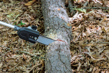 Sticker - Cleaning the park the overgrown trees in utility worker cut trees and trunks with chainsaws