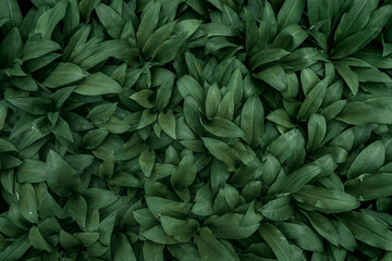  super green wild garlic leaves 