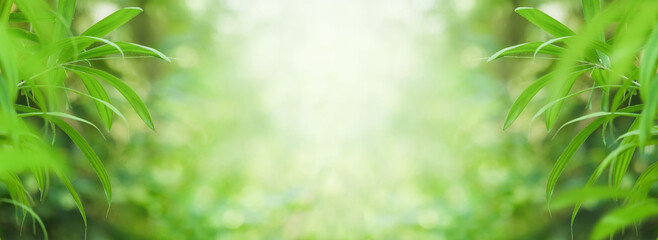 Wall Mural - The leaves are fresh green background