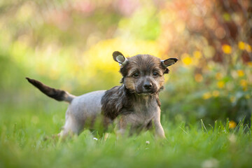 Chinese crested dog puppy outside