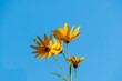 Topinambur,  Erdäpfler Blüte vor blauem Himmel Hintergrund