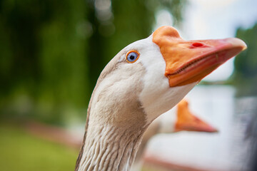 Goose head landscape