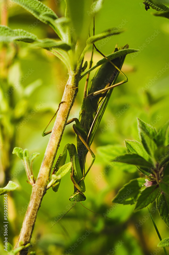 Green mantis on the plant. Natural background colors