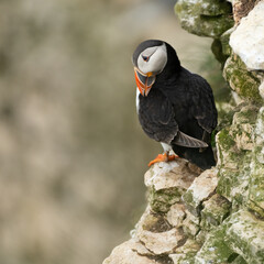 Wall Mural - Atlantic puffin preening itself.