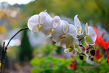 Fototapeta Storczyk - Biały kwiat storczyka na parapecie
