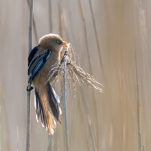 Juvenile Bearded Tit, Or Bearded Reedling (Panurus Biarmicus) Perched In The Reeds.