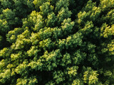 Fototapeta Na ścianę - Ein Ausschnitt eines Waldes, aufgenommen mit der Drohne aus 100m Höhe