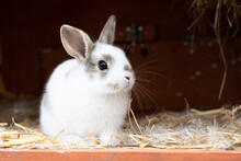 Little White Rabbit In Its Cage On The Straw, Animal Breeding.