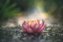 Pink Lotus Flower Or Water Lily In Water Vintage Lens Rendering