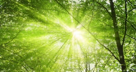 Canvas Print - magical sun rays through leaves with glow particles motion.