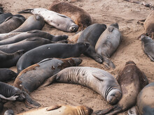 Elephant Seal Pups Molting In Piedras Blancas Rookery