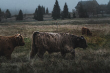Beautiful Horned Highland Cattle Enjoying The Evening On A Frozen Meadow In The Czech Republic, Jizerske Hory