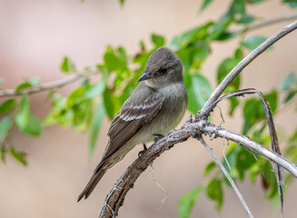 Canvas Print - Western Wood-Pewee