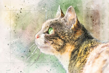 Digitally Enriched Photograph Of A Green Eyed Calico Cat Looking Out A Window. This Photosketch Technique Creates A Faux Watercolour Effect Giving The Image An Overall Artistic Impression.