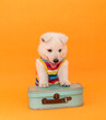 little dog puppy with travel costume studio portrait on isolated background
