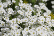 © kazakovmaksim - White flowers of boreal chickweed (Cerastium biebersteinii) plant close-up in garden