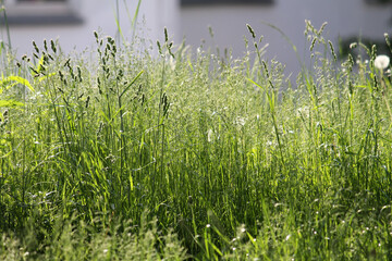 Orchard grass (Dactylis glomerata) in green summer field