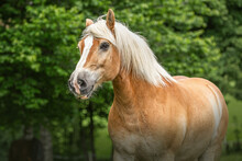 Portrait Of A Pretty Haflinger Horse Gelding On A Pasture In Summer Outdoors