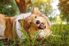 Happy Shetland Sheepdog Lying In A Summer Park And Eating Grass.