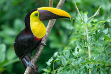 Bird With Bill. Big Beak Bird Chesnut-mandibled Toucan Sitting On The Branch In Tropical Rain With Green Jungle Background. Wildlife Scene From Nature With Beautiful Bird With Big Bill.