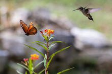 Butterfly And Hummingbird In Flight