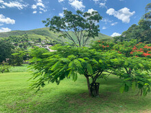 Tropical Vegetation In Venezuela (El Consejo, Aragua).