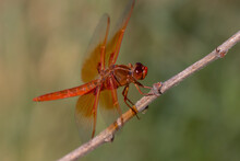 Bright Orange Flame Skimmer Dragonfly Rests On A Twig 