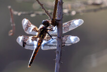 Sunlight Shines Through Aqua Iridescent Wings Of Eight Spot Skimmer Dragonfly