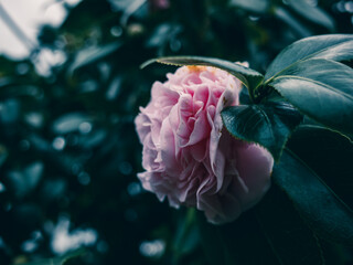 Wall Mural - Camellia flower