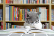 © Freer - a cute british shorthair cat reading a book in front of a book shelf
