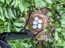 Bird's Nest Inside A Boston Fern