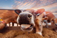 Portrait Smile Jersey Cow Shows Tongue. Modern Farming Dairy And Meat Production Livestock Industry