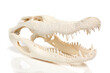 Alligator Skull on White Background