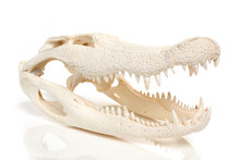 Alligator Skull On White Background
