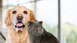 Golden retriever dog and cute cat on pastel background