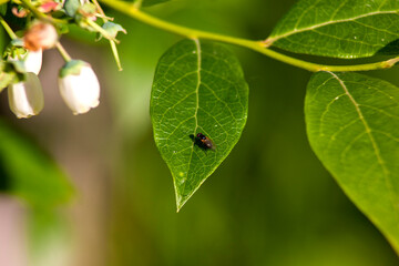 Wall Mural - A fly on a leaf