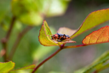 Wall Mural - An insect on a leaf