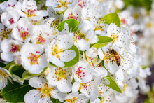 Bee Collecting Pollen On Pear Tree Blossom Flowers In Spring