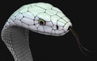 3d Illustration of Albino king cobra snake isolated on black background, White cobra snake with clipping path.