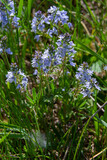 Fototapeta Tęcza - In the spring, Veronica prostrata blooms in the wild among grasses