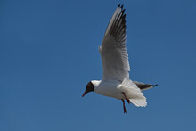 Black-headed Gull In Flight